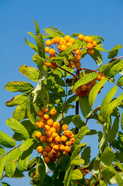 Rowan kırmızı çilekleri. Böğürtlen ve diğer küçük meyveler. Rowan.