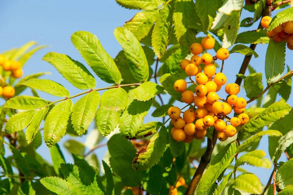 Rowan kırmızı çilekleri. Böğürtlen ve diğer küçük meyveler. Rowan.