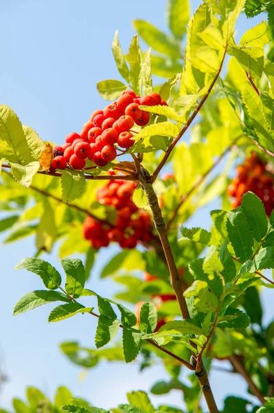 Rowan vörös bogyók. Ecsetek és egyéb apró gyümölcsök. Nincs magyar neve — Stock Fotó