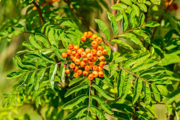 Rowan kırmızı çilekleri. Böğürtlen ve diğer küçük meyveler. Rowan.