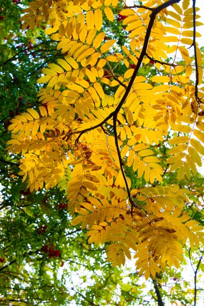 Textur, Hintergrund. Herbstblätter einer Eberesche. helles Gelb — Stockfoto