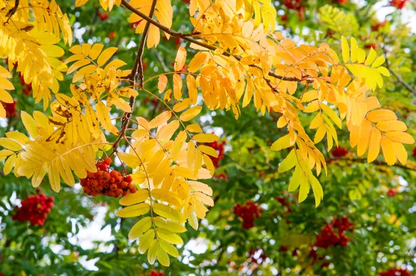 Textur, Hintergrund. Herbstblätter einer Eberesche. helles Gelb — Stockfoto