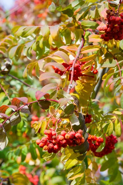 Textur, Hintergrund. Herbstblätter einer Eberesche. helles Gelb — Stockfoto