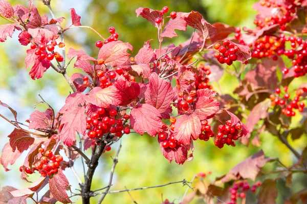 Textura, fundo. viburnum em cores de outono. vermelho carmesim viburn — Fotografia de Stock