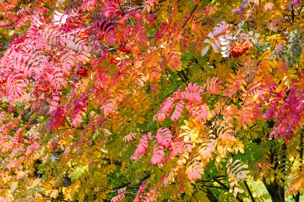 Texture, background. Autumn leaves of a mountain ash. Bright yel — 스톡 사진