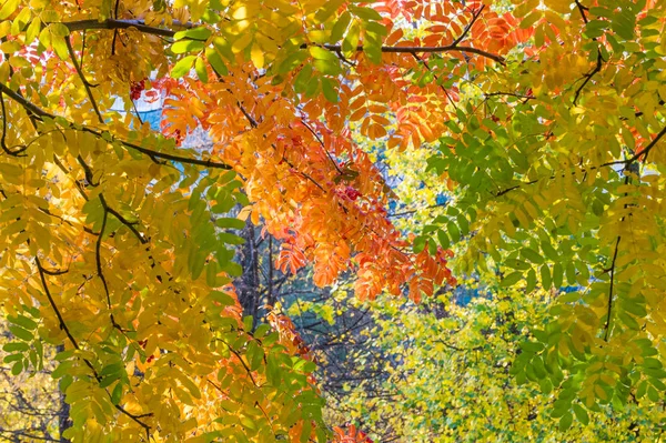 Texture, background. Autumn leaves of a mountain ash. Bright yel — 스톡 사진