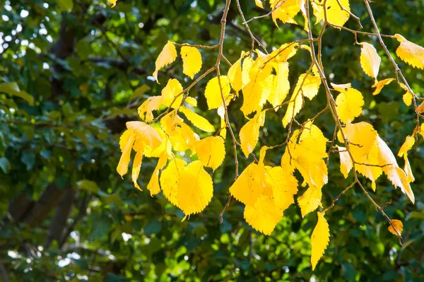 Texture, background. Autumn leaves on the elm tree. Bright yello — Stock Photo, Image