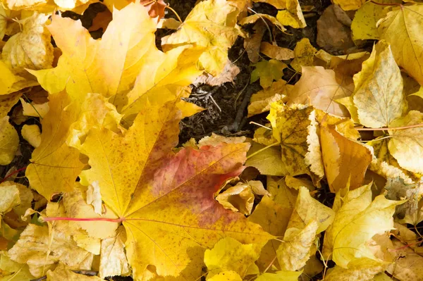 Extura, antecedentes. Hojas de otoño en el suelo. Alfombra brillante o —  Fotos de Stock