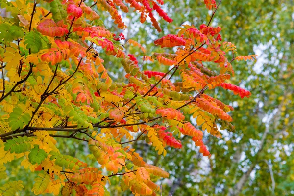 Textur, Hintergrund. Herbstblätter einer Eberesche. helles Gelb — Stockfoto