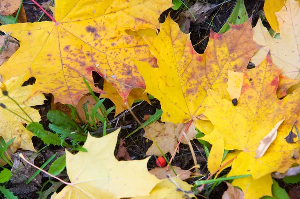 Exture, arka plan. Sonbahar yaprakları yerde. Parlak halı.