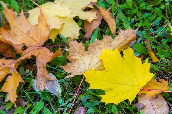 Extura, fundo. Folhas de outono no chão. Tapete brilhante o — Fotografia de Stock