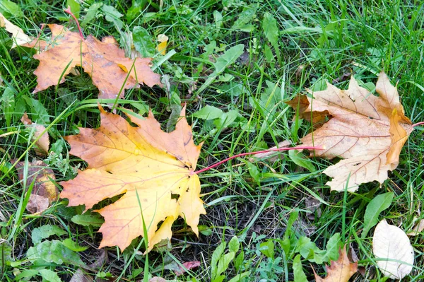 Extura, fundo. Folhas de outono no chão. Tapete brilhante o — Fotografia de Stock