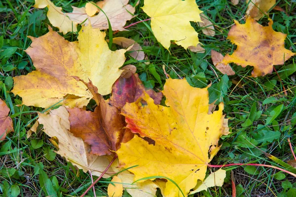 Exture, pozadí. Podzimní listí na zemi. Světlý koberec o — Stock fotografie