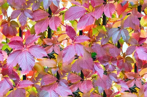 Sorunsuz doku, desen. Sonbahar yaprakları yere
