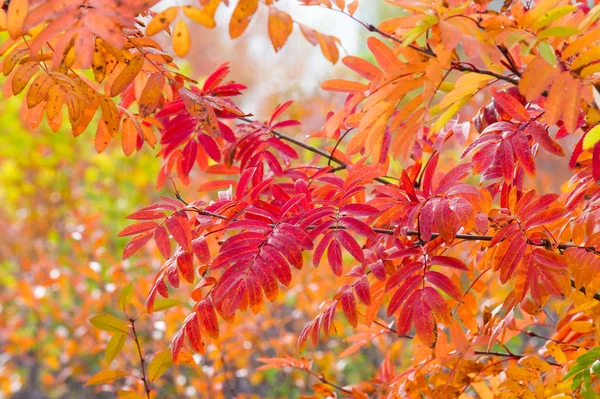 Die Blätter an den Bäumen im Herbst. Textur, Hintergrund, Muster — Stockfoto