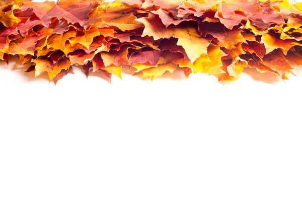 Autumn Leaves Studio. Jesienny liść izolowany na białym tle. — Zdjęcie stockowe