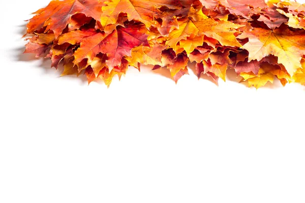 Autumn Leaves Stüdyosu. Beyaz arkaplanda sonbahar yaprağı izole. 