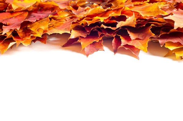 Autumn Leaves Stüdyosu. Beyaz arkaplanda sonbahar yaprağı izole. 