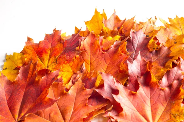 Autumn Leaves Studio. Hoja de otoño aislada sobre fondo blanco . — Foto de Stock
