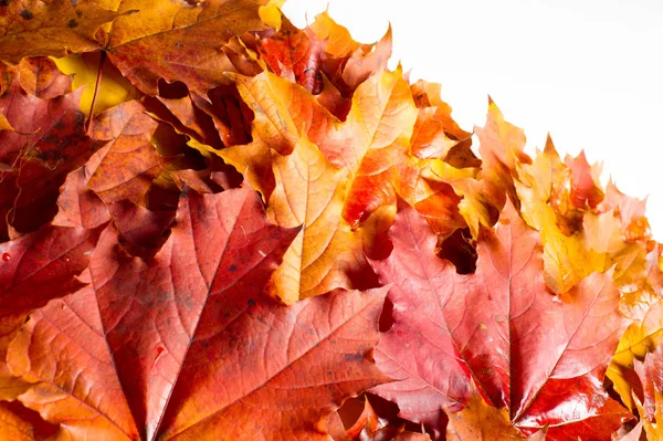 Autumn Leaves Stüdyosu. Beyaz arkaplanda sonbahar yaprağı izole. 