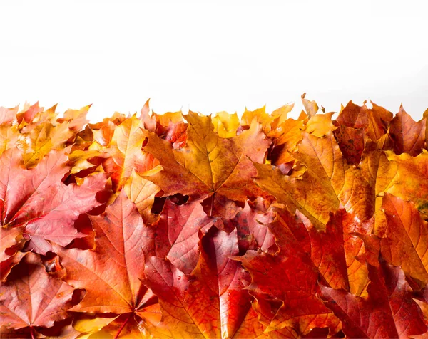 Autumn Leaves Stüdyosu. Beyaz arkaplanda sonbahar yaprağı izole. 