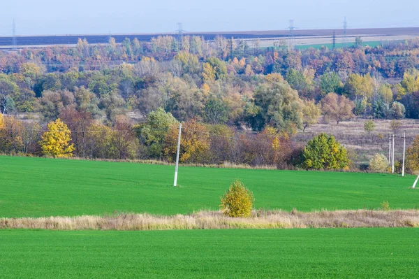 Hösten, vintern korn, höstvete, röda gula vackra träd, — Stockfoto