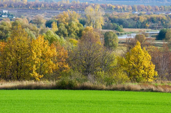 Sonbahar, kış buğday, kış tahıl, Kırmızı Sarı güzel ağaçlar,