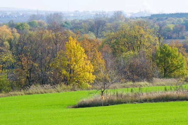 Autumn, winter wheat, winter grains, red yellow beautiful trees,