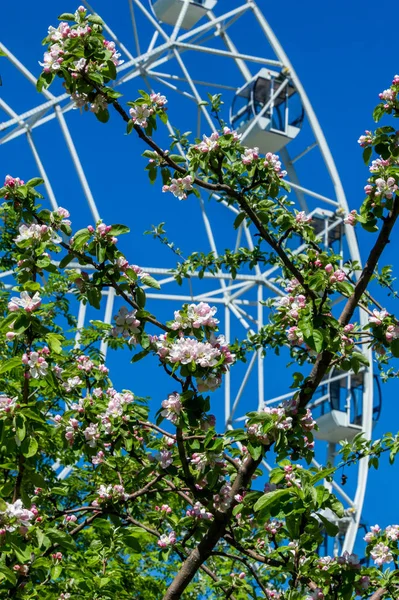 Şehir parkında dönme dolap. Çiçek açmış elma ağaçları. Kırmızının yarısı