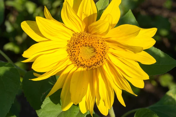 Sunflower a tall North American plant of the daisy family, with — Stock Photo, Image