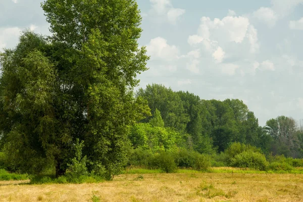 Yaz fotoğrafçılığı manzarası, sel otlakları biçildi. bir parça gr