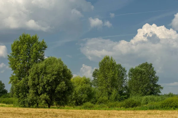 Letní fotografování krajiny, povodňové louky posekané. a kus gru — Stock fotografie