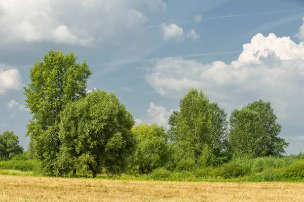 Letní fotografování krajiny, povodňové louky posekané. a kus gru — Stock fotografie