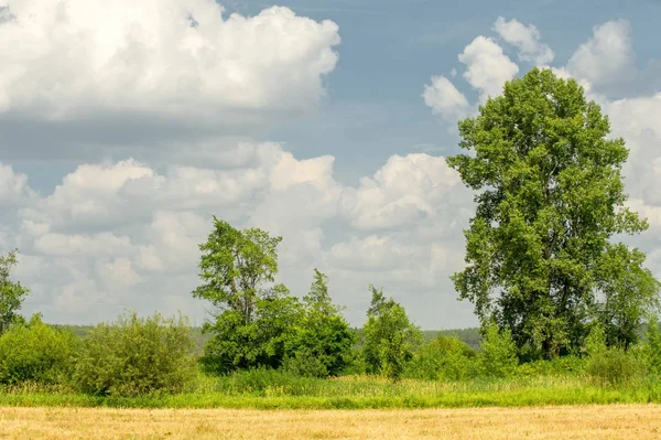 Yaz fotoğrafçılığı manzarası, sel otlakları biçildi. bir parça gr