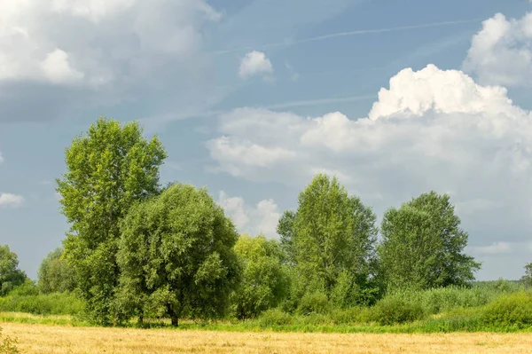 Yaz fotoğrafçılığı manzarası, sel otlakları biçildi. bir parça gr