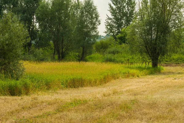 Sommer-Fotolandschaft, überschwemmte Wiesen gemäht. ein Stück gr — Stockfoto