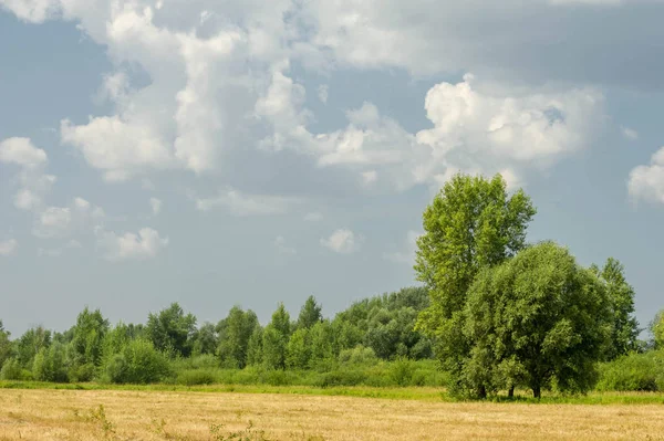 Yaz fotoğrafçılığı manzarası, sel otlakları biçildi. bir parça gr