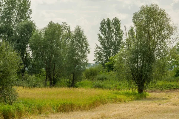 Yaz fotoğrafçılığı manzarası, sel otlakları biçildi. bir parça gr