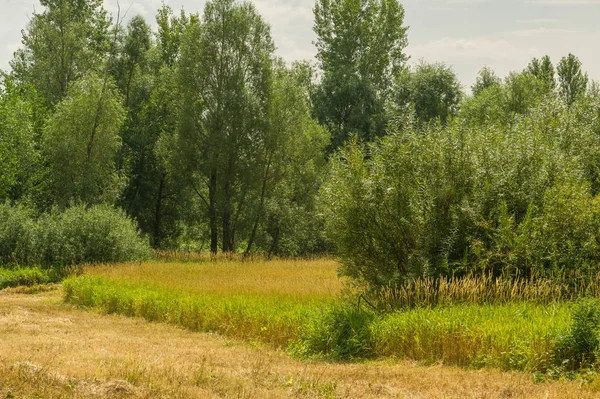Yaz fotoğrafçılığı manzarası, sel otlakları biçildi. bir parça gr