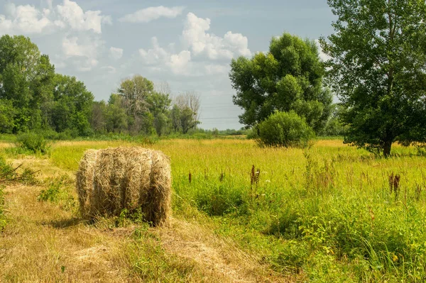 Yaz fotoğrafçılığı manzarası, sel otlakları biçildi. bir parça gr