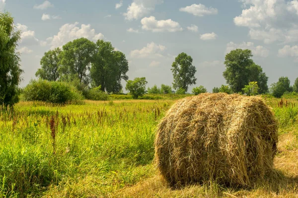 Yaz fotoğrafçılığı manzarası, sel otlakları biçildi. bir parça gr