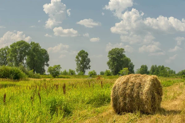 Yaz fotoğrafçılığı manzarası, sel otlakları biçildi. bir parça gr