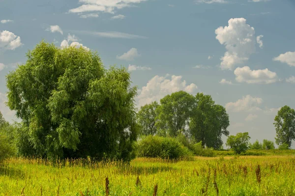 Yaz fotoğrafçılığı manzarası, sel otlakları biçildi. bir parça gr