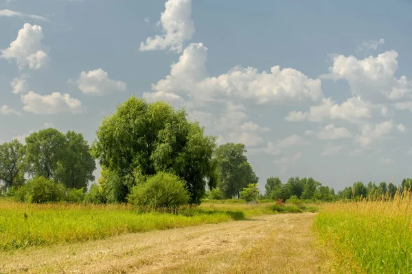 Yaz fotoğrafçılığı manzarası, sel otlakları biçildi. bir parça gr