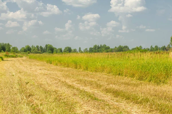 Yaz fotoğrafçılığı manzarası, sel otlakları biçildi. bir parça gr