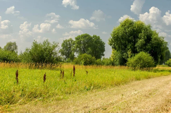 Yaz fotoğrafçılığı manzarası, sel otlakları biçildi. bir parça gr