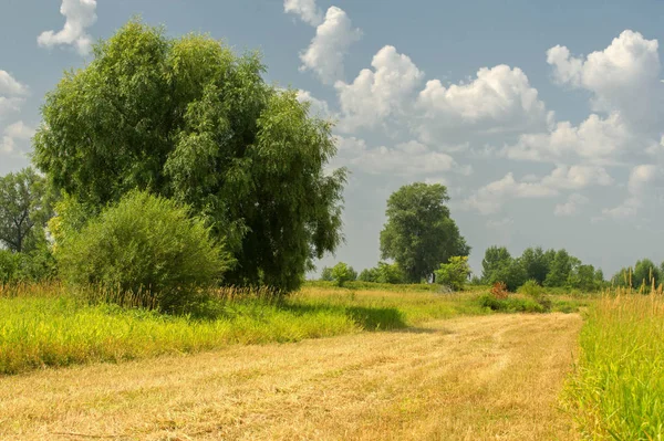 Yaz fotoğrafçılığı manzarası, sel otlakları biçildi. bir parça gr