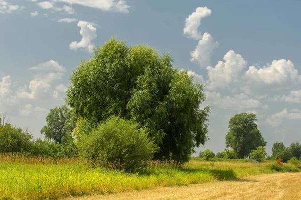 Yaz fotoğrafçılığı manzarası, sel otlakları biçildi. bir parça gr