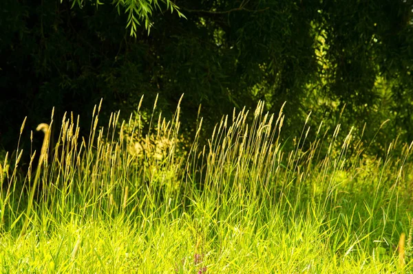 Yaz fotoğrafçılığı manzarası, sel otlakları biçildi. bir parça gr
