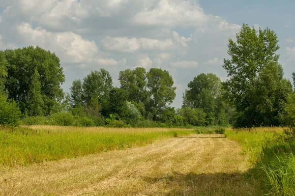 Yaz fotoğrafçılığı manzarası, sel otlakları biçildi. bir parça gr